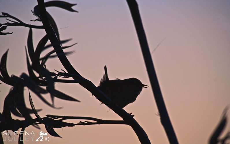 Early Bird.jpg - I shot this agile and chirpy little wren at dawn in Ireland. I thought the new Zealand Flax perfectly accentuated his sprightly character.